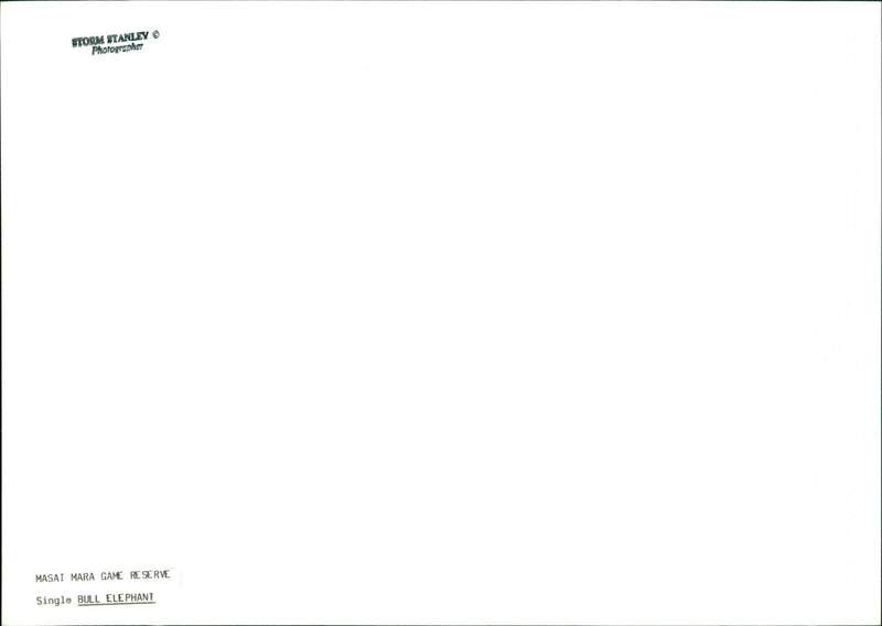 Elephant - Vintage Photograph