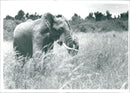 Elephant - Vintage Photograph