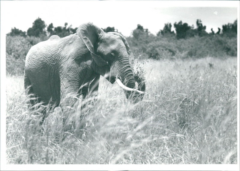 Elephant - Vintage Photograph