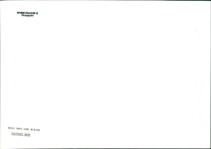 Elephant - Vintage Photograph