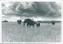 Elephant - Vintage Photograph