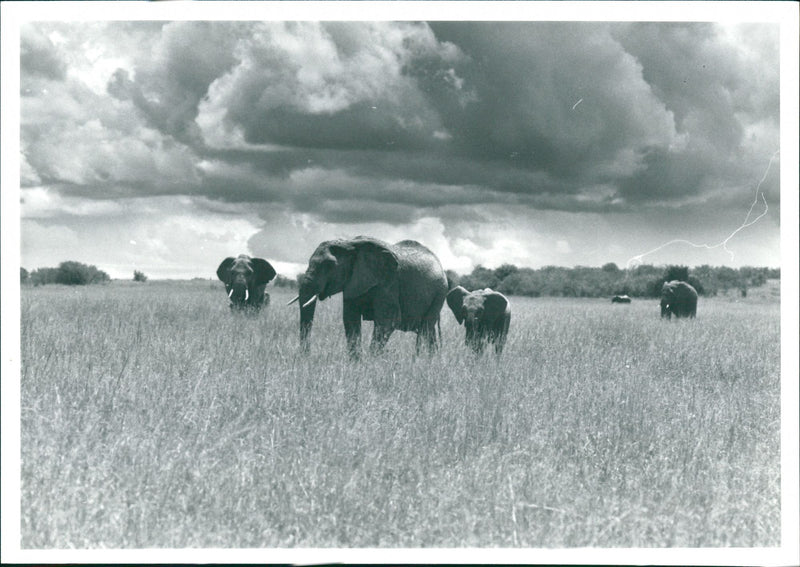 Elephant - Vintage Photograph