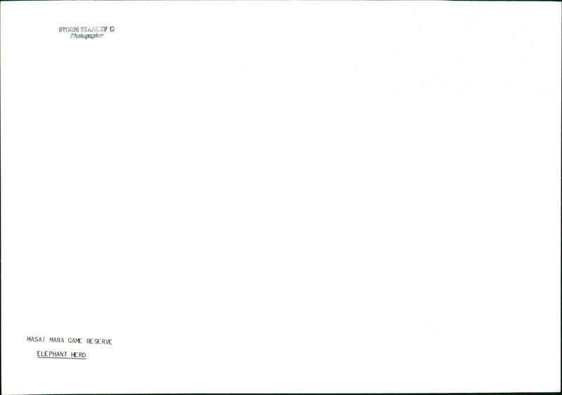 Elephant - Vintage Photograph