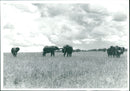 Elephant - Vintage Photograph