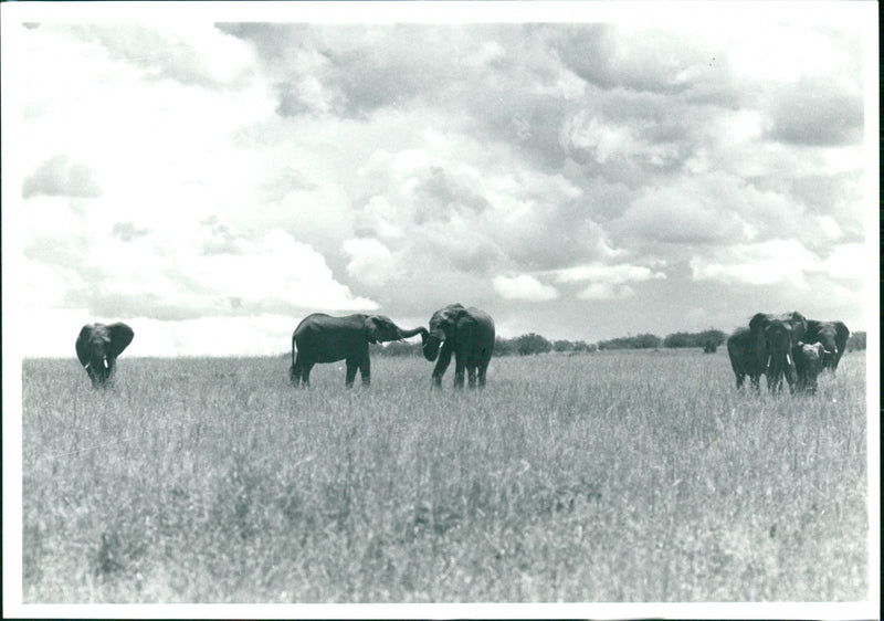 Elephant - Vintage Photograph