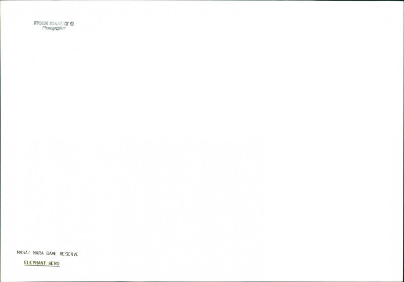 Elephant - Vintage Photograph