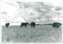 Elephant - Vintage Photograph