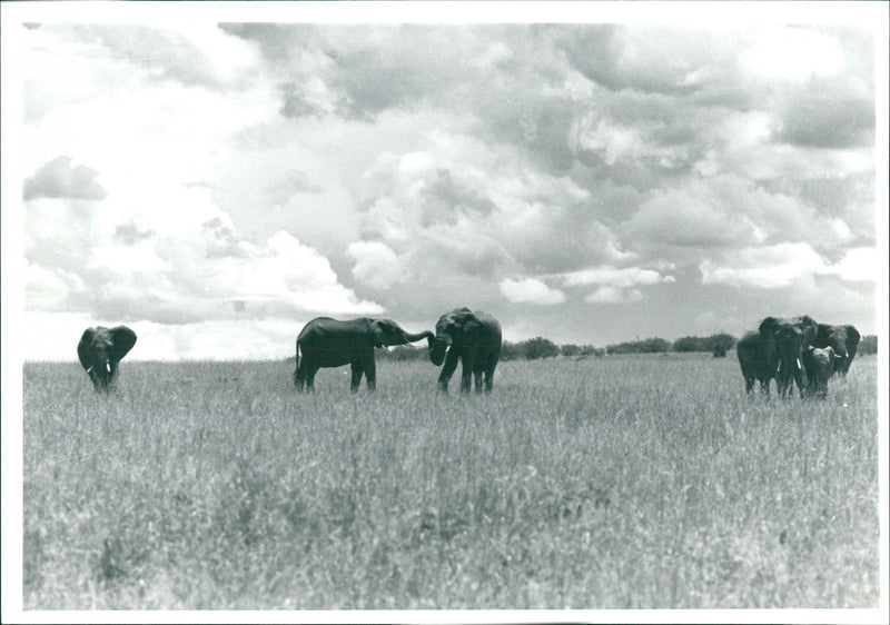 Elephant - Vintage Photograph