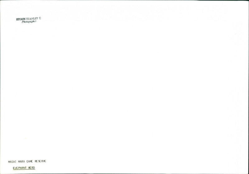 Elephant - Vintage Photograph