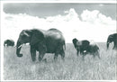 Elephant - Vintage Photograph
