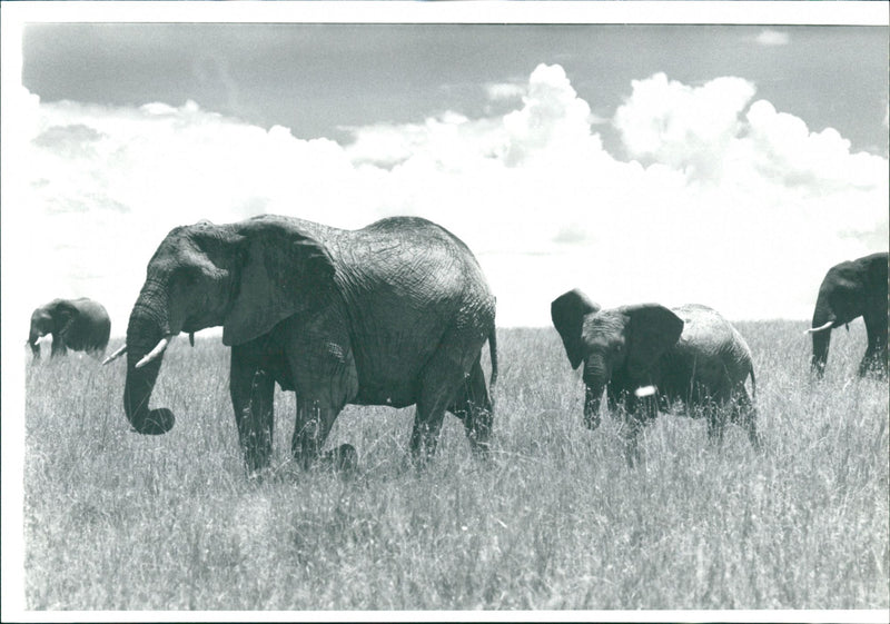 Elephant - Vintage Photograph