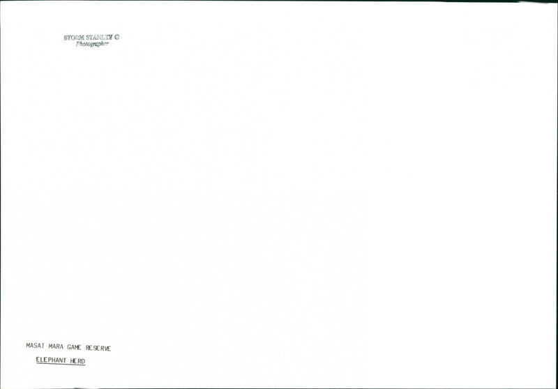 Elephant - Vintage Photograph