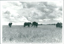 Elephant - Vintage Photograph