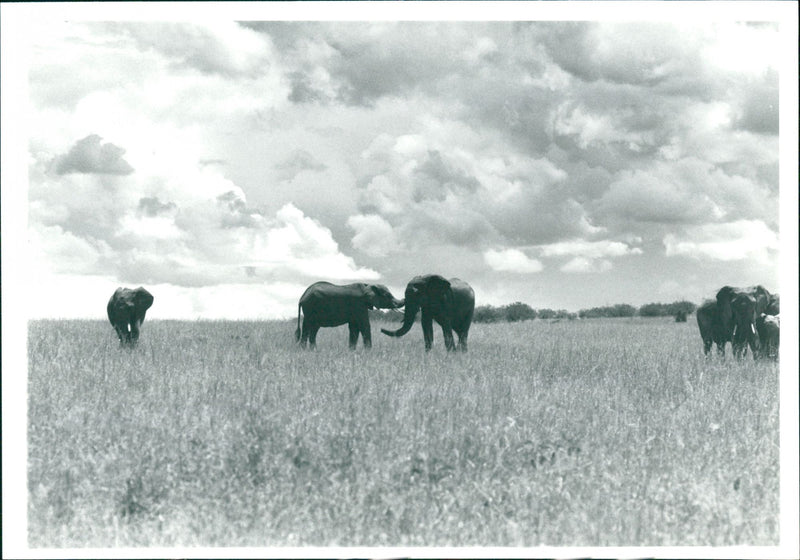Elephant - Vintage Photograph
