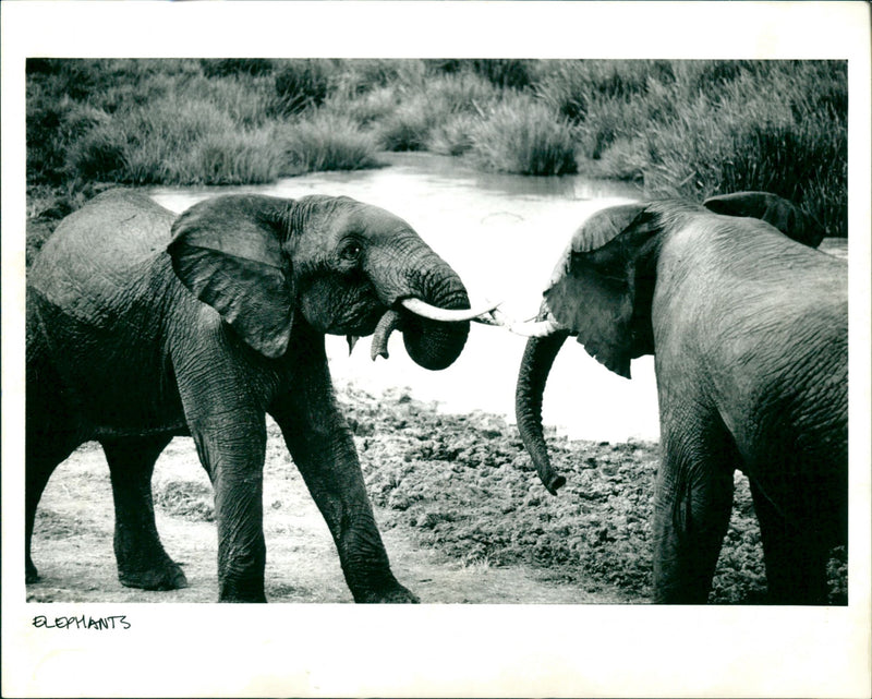 Ivory - Vintage Photograph