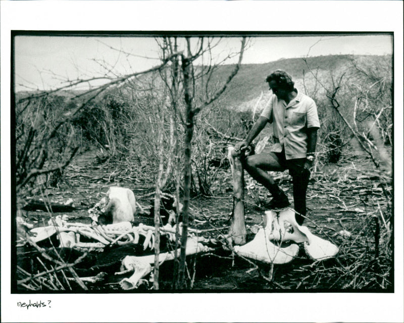 Elephants - Vintage Photograph