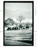 Botswana - Vintage Photograph