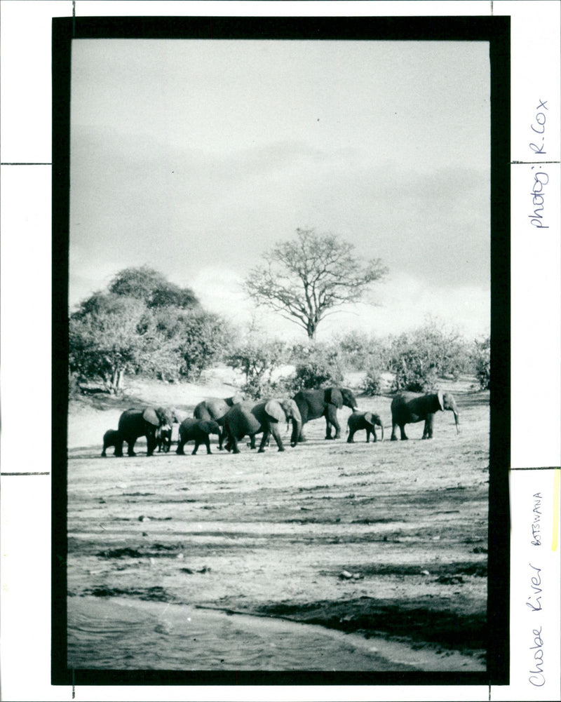 Botswana - Vintage Photograph