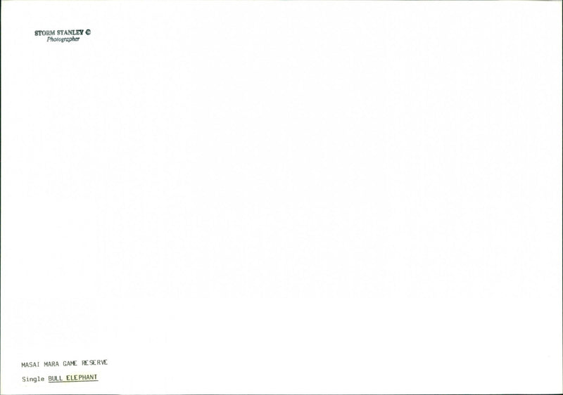 Elephant - Vintage Photograph