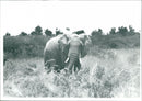 Elephant - Vintage Photograph