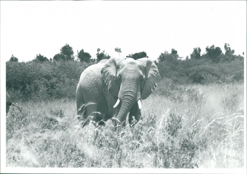 Elephant - Vintage Photograph