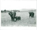 Elephants - Vintage Photograph