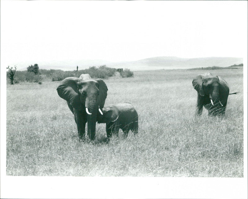 Elephants - Vintage Photograph