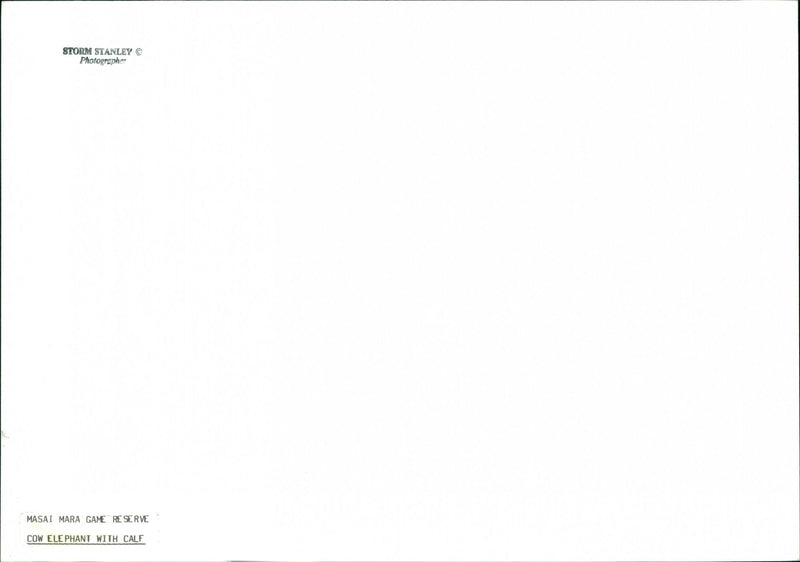 Elephant - Vintage Photograph