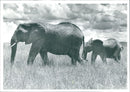Elephant - Vintage Photograph