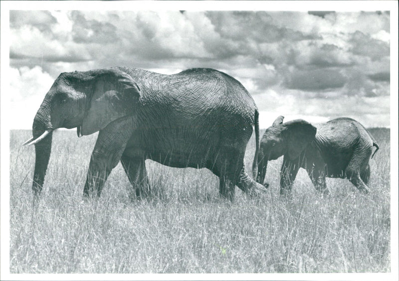 Elephant - Vintage Photograph