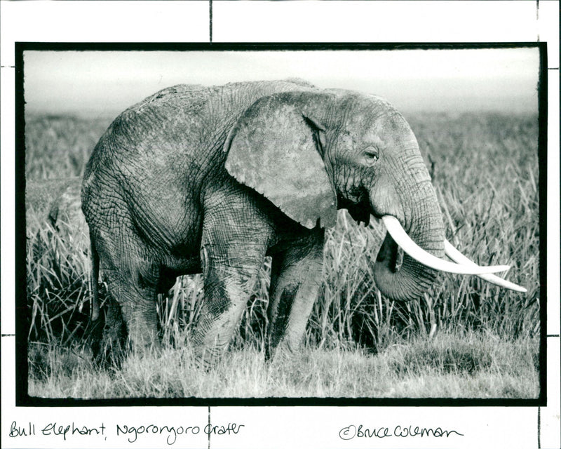 Elephant - Vintage Photograph