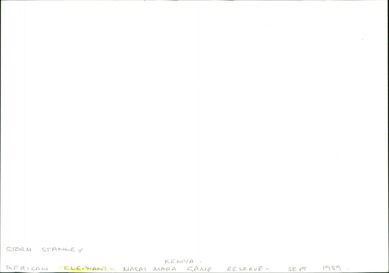 Elephant - Vintage Photograph