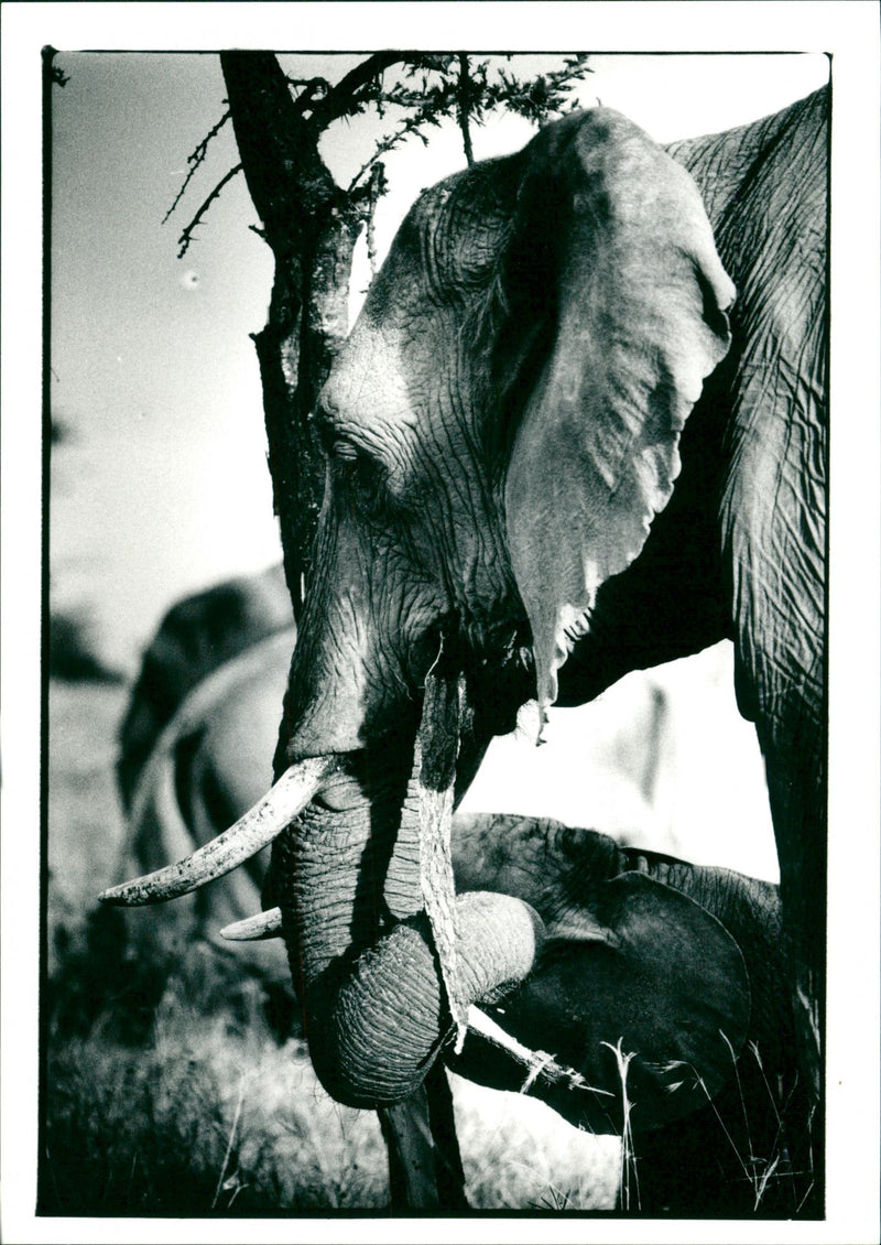 Elephant - Vintage Photograph