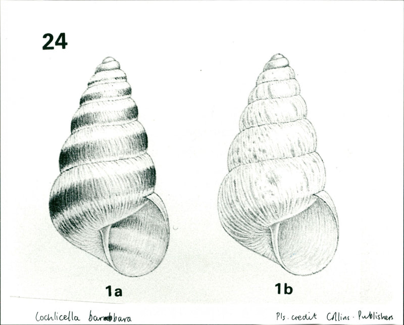 Cochlicella Barbara - Vintage Photograph