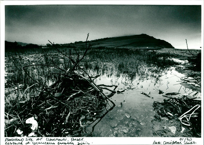 Cochlicella Barbara - Vintage Photograph