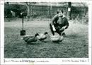 Ducks - Vintage Photograph