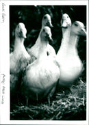 Duck Farm - Vintage Photograph