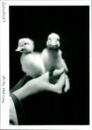 Ducks - Vintage Photograph
