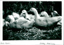 Duck Farm - Vintage Photograph