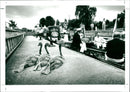 Ducks - Vintage Photograph