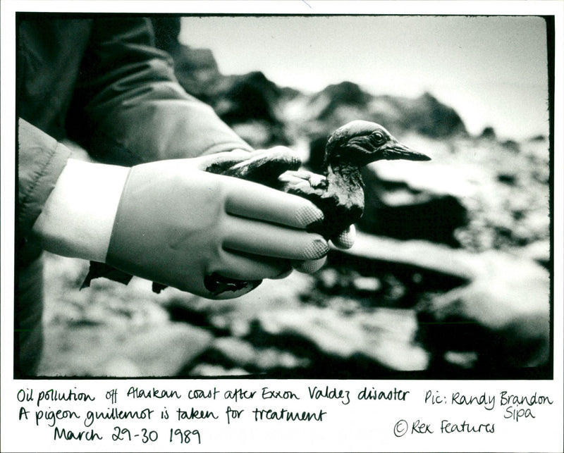 Exxon Valdez - Vintage Photograph