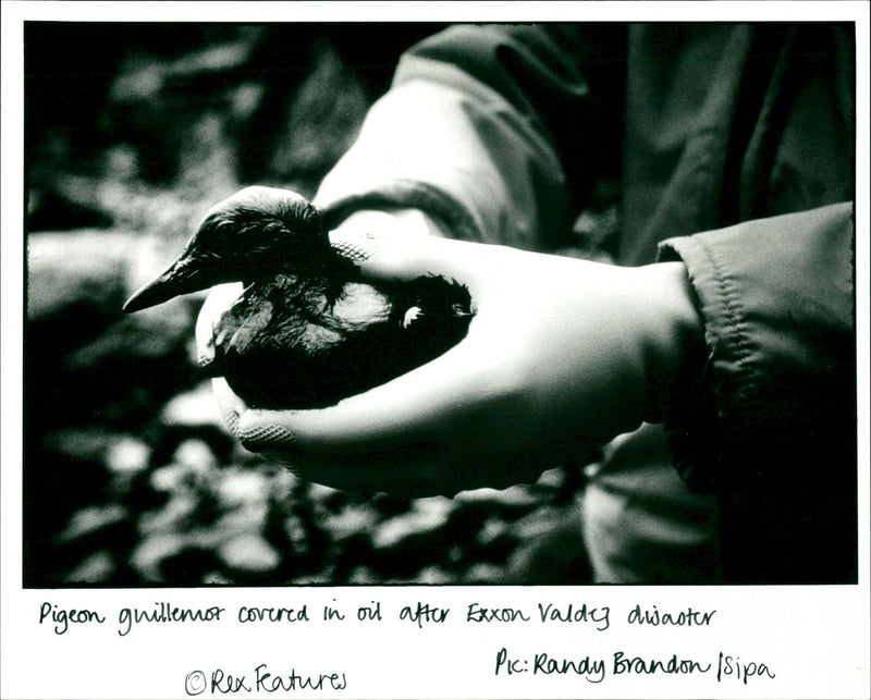 Exxon Valdez - Vintage Photograph