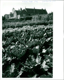 Gardens - Vintage Photograph