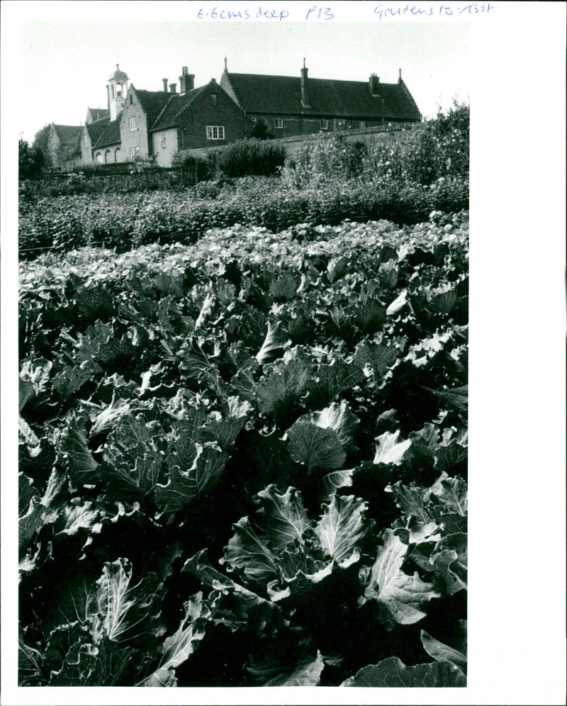 Gardens - Vintage Photograph