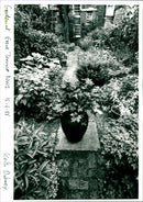 Garden - Vintage Photograph