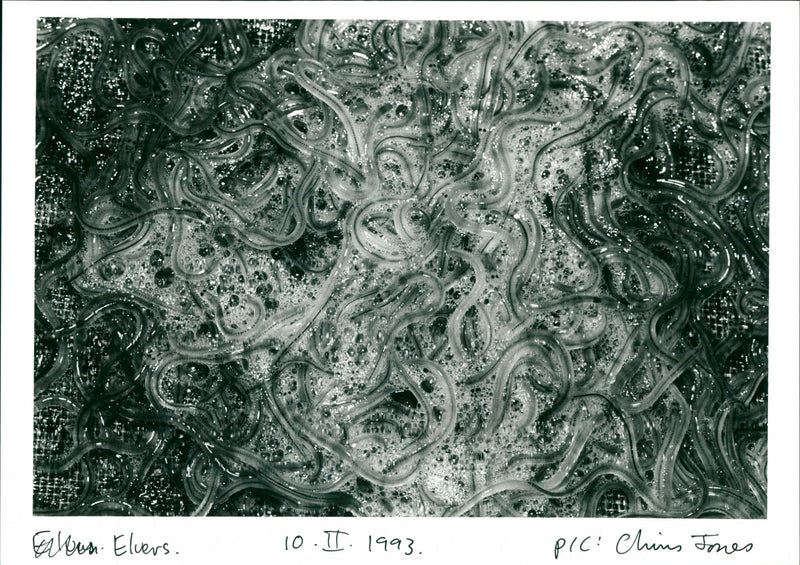 Elvers - Vintage Photograph