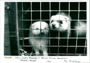 Ferret - Vintage Photograph