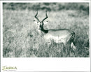 Impala - Vintage Photograph