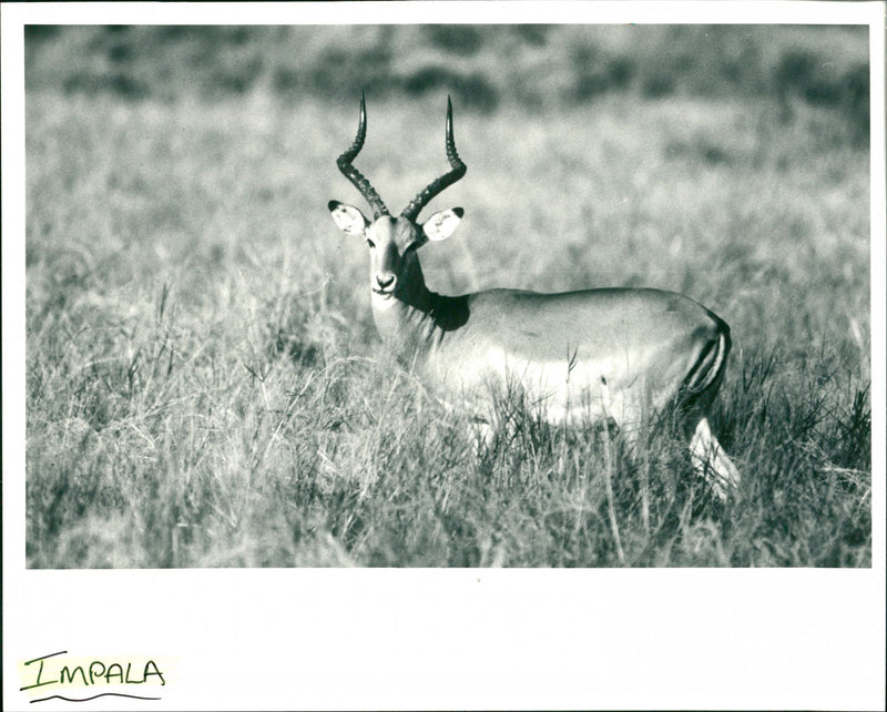 Impala - Vintage Photograph