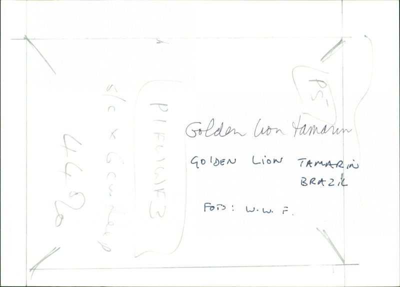 Golden Lion Tamarin - Vintage Photograph